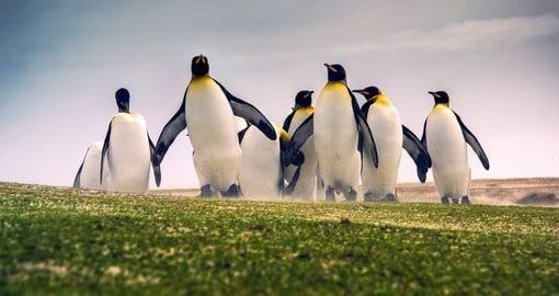 King Penguins of the Falkland Islands