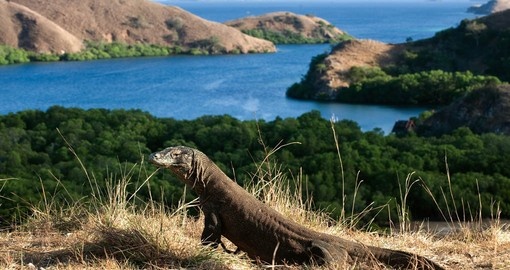 Komodo Dragon on the Island of Rinca