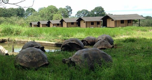 Galapagos Magic Tented Camp in Giant Tortoise Reserve