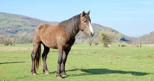 Beautiful wild horse in Vivaro