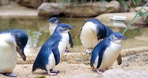 Get up close and personal with the little penguins of Phillip Island