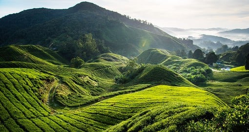 Visiting a tea plantation on the Cameron Highlands is always a popular choice when booking one of our Malaysia vacations.