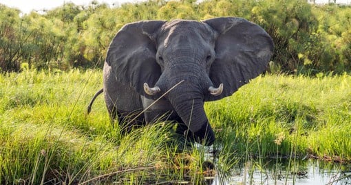 Botswana is home to the Savanna Elephant species - a majestic animal you are sure to see on your Game Drives