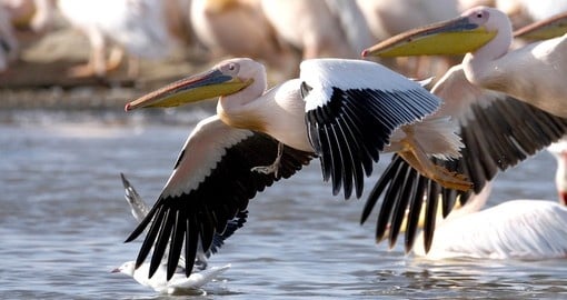 A Great White pelican