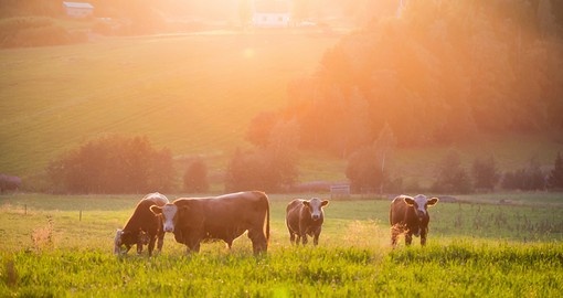 Livestock grazing during sunset