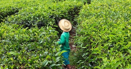 Tea plantation in Mauritius