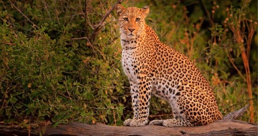 Eight species of large carnivores populate Hwange's mopane woodlands