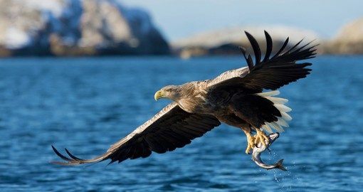 White-tailed sea eagle