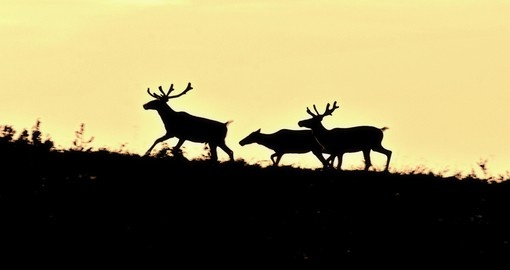Reindeers on the horizon