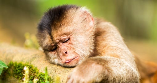 Capuchin monkey cub