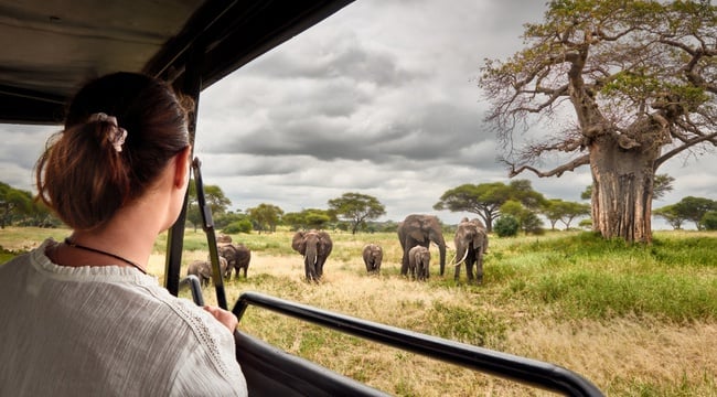 woman on safari watching elephant herd