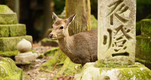 Embrace the natural world at Nara Park, filled with deer, temples, and stunning beauty