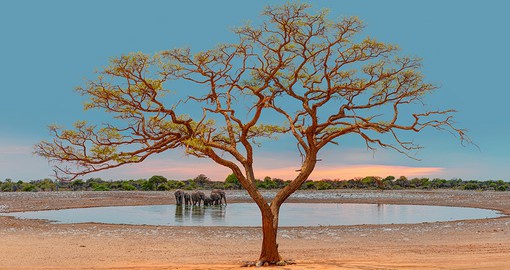 A lone acacia tree standing in the grasslands in Etosha National Park - a popular inclusion on Namibia tours.