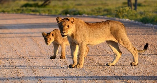 A member of the Big 5, Lions are an important part of a Kenyan safari