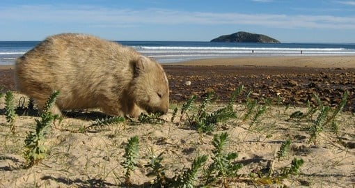 Meet an Australian Wombat on your Australia Tour