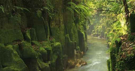 Explore the Whirinaki Forest on your trip to New Zealand