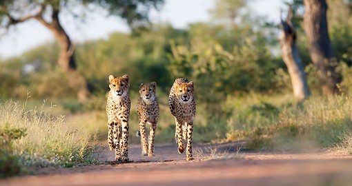 Visit Kruger, one of Africa's greatest National Parks