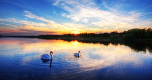 Two swans on a calm lake