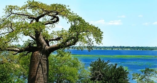 Beautiful baobab tree in Botswana