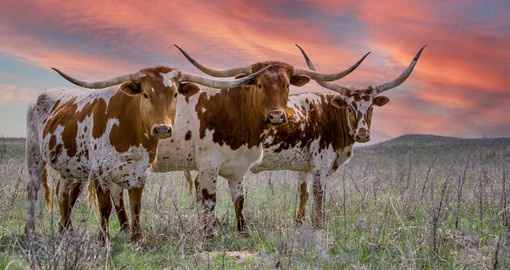 The Texas Longhorn is descendent from the first cattle introduced to the New World