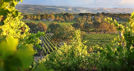 McLaren Vale is home to some of Australia's finest boutique wineries