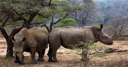 Hluhluwe Game Reserve was a pioneer in Rhino protection and now boast a large population