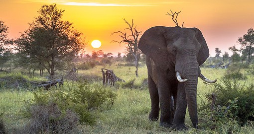 One of Africa's largest game reserves, Kruger National Park was established in 1926