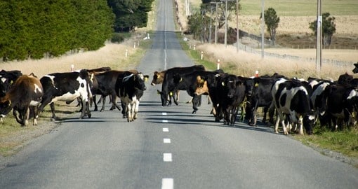 Herd of cows crossing the road