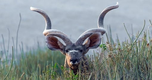 Greater Kudu of Etosha National Park