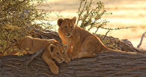 Pilanesberg lies in a rich transitional zone that attracts an incredible variety of game animals