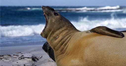 Have the opportunity to see South Elephant Seals as your Falkland Islands vacation travels to Sea Lion Island