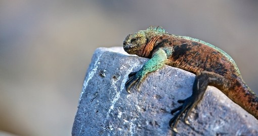 Relax like a Galapagos Iguana on your next trip to Ecuador.