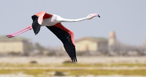 Greater Flamingo, Swakopmund