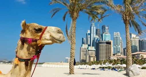 Camel on beach, Dubai