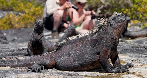 Explore Galapagos Wildlife during your Galapagos tours.