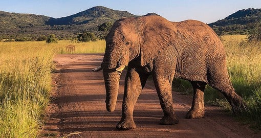 Elephants at a water hole in Pilanesberg National Park