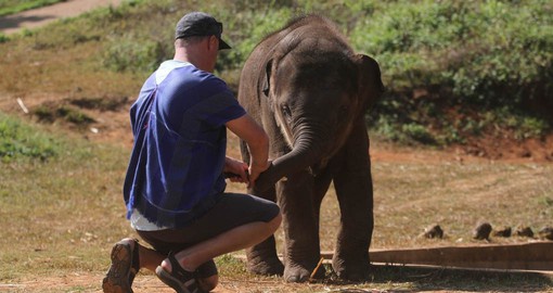Get up close and learn about Elephant behavior and healthcare