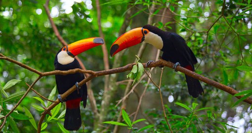 Discover the Amazon's abundant wildlife