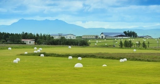 Rolled Silage Bales in a Meadow