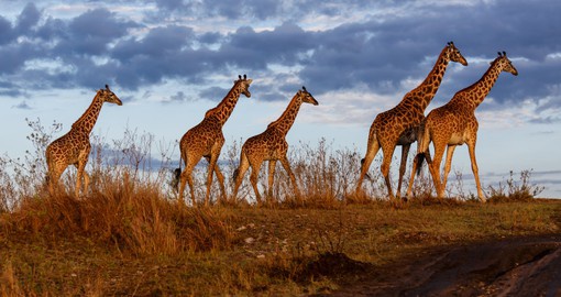 Get an up close view of the wildlife on your Kenya Vacation