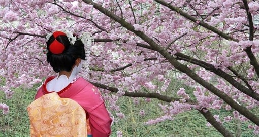 A Geisha in front of a blooming Sakura tree