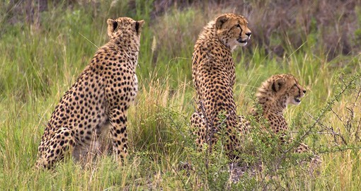 Pilanesberg Game Reserve is home to a rich array of African wildlife