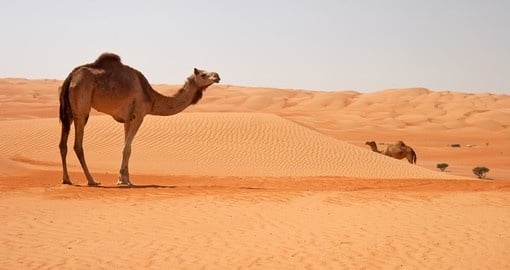 Camel in the desert heat