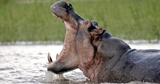 A hippo with its mouth wide open in the Rufiji River
