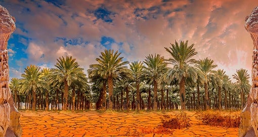 Almost one-third of the cultivated land of Saudi Arabia is planted with date palms