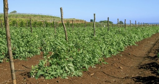 Tomatoes in Mauritius