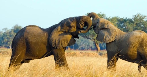 Lower Zambezi National Park boasts a large elephant population