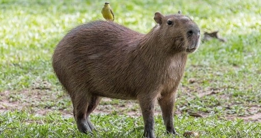 Capybara with a bird on his back