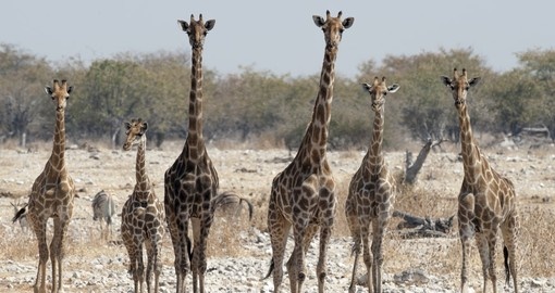 Giraffes, Etosha National Park