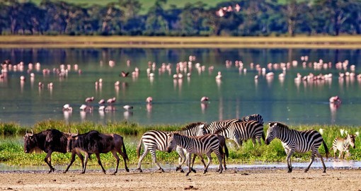 Established in 1959, The Ngorongoro Conservation Area covers 8,292 square kilometres